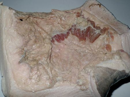 Phần[-]còn[-]lại[-]của[-]con[-]bò[-]biển[-]nặng[-]100[-]kg[-]bị[-]sát[-]hại[-]ở[-]Phú[-]Quốc